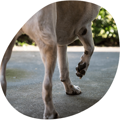 Dog legs and paws walking on concrete surface