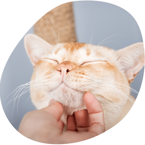 Orange cat being petted under chin by human hand