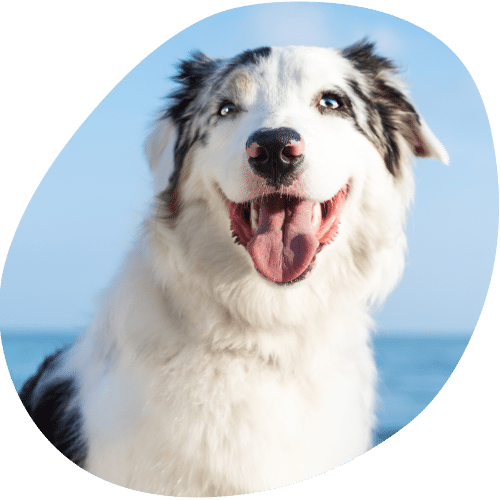 Happy Australian Shepherd dog with tongue out smiling