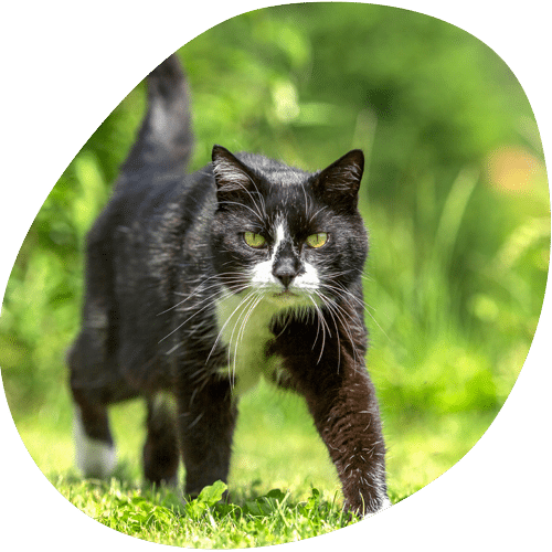 Black and white cat walking on green grass