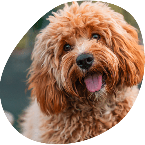 Happy brown poodle with tongue out smiling