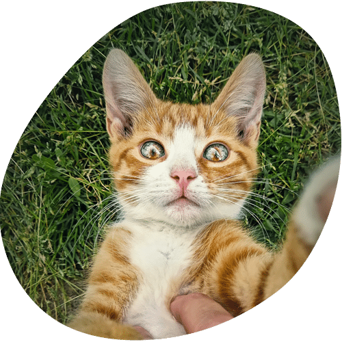 Orange tabby kitten with blue eyes on grass