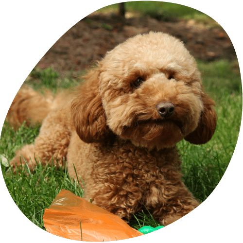 Fluffy brown poodle sitting on green grass outdoors