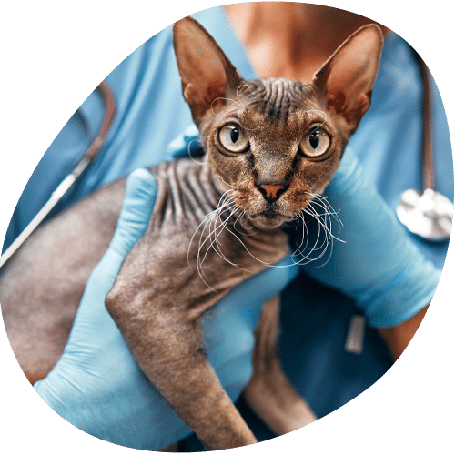 Sphynx cat being examined by veterinarian in blue gloves