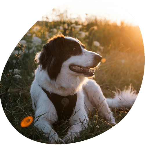 Border Collie dog sitting in grass during golden hour