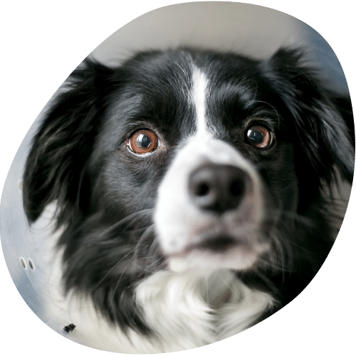 Close-up of black and white Border Collie dog