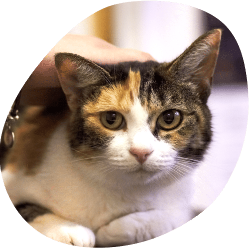Calico kitten with green eyes looking at camera