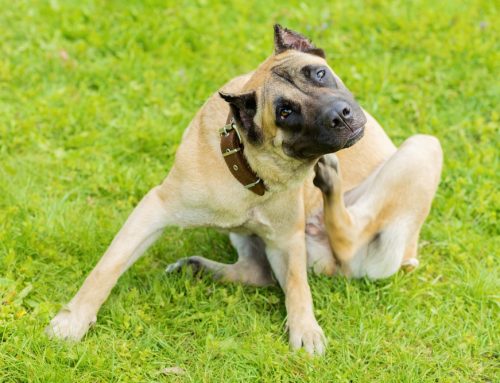Parasite Prevention for Dogs and Cats in Huntington Beach