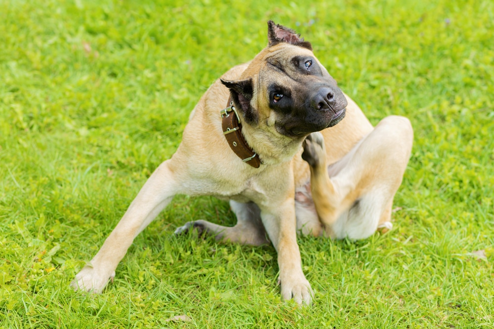 Large tan dog scratching itself on green grass