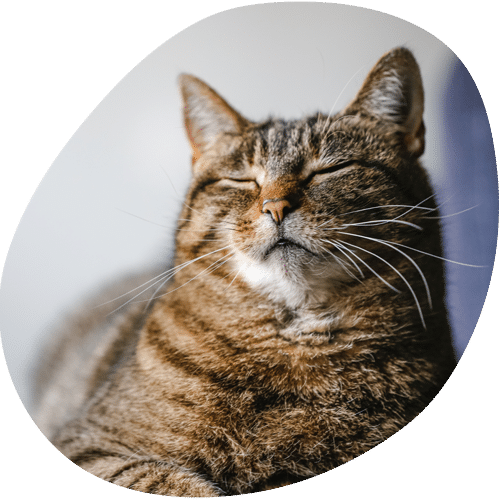Contented tabby cat with eyes closed relaxing