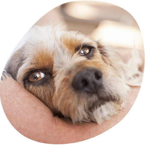 Adorable scruffy small dog resting its head on owner's lap