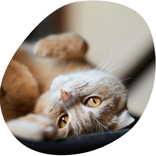 Orange tabby cat lying on its back relaxing