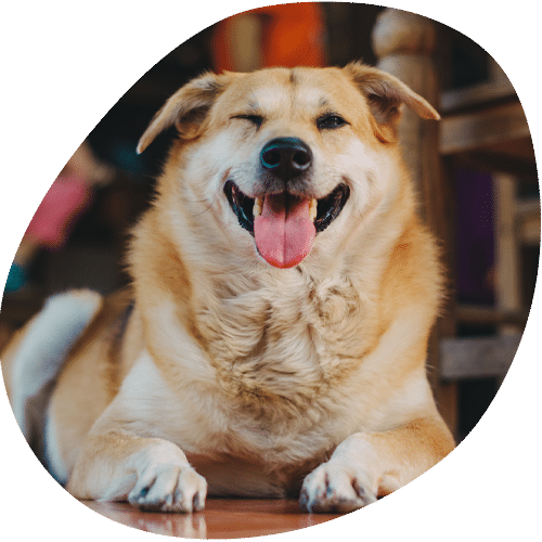 Happy golden dog lying down with tongue out smiling