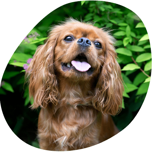 Happy Cavalier King Charles Spaniel dog in green garden
