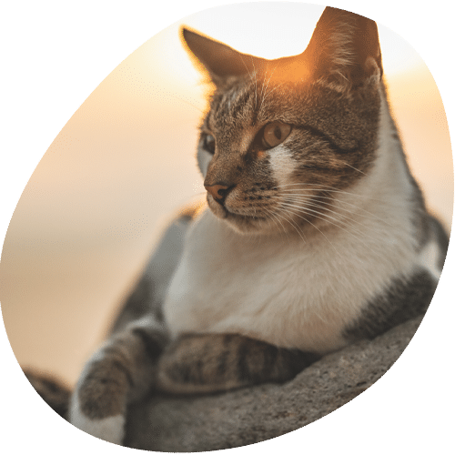 Tabby cat gazing into the distance at golden sunset
