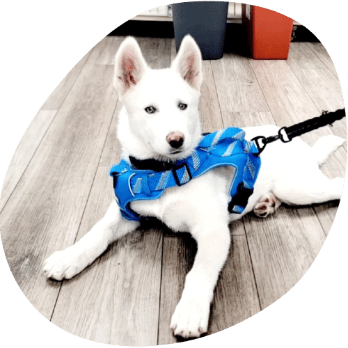 White Husky puppy wearing blue harness on wood floor