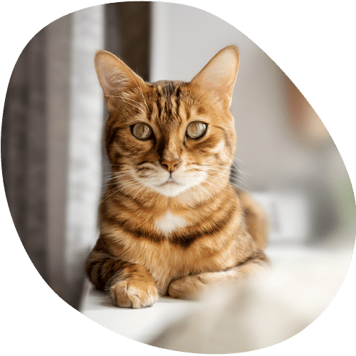 Bengal cat with green eyes resting on windowsill