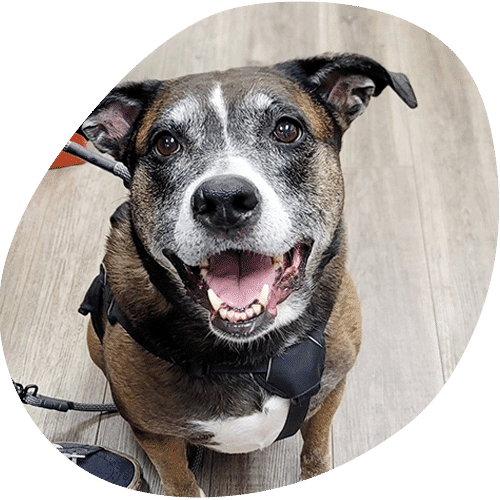 Happy brindle dog smiling with mouth open wearing harness