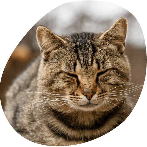 Tabby cat with eyes closed in contentment