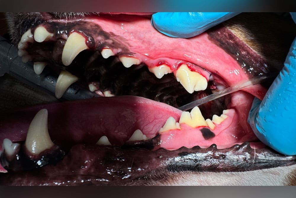 Veterinarian examining dog's teeth and gums up close
