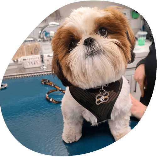 Adorable Shih Tzu puppy wearing harness at veterinary clinic