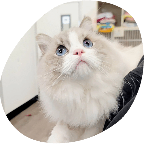 Fluffy Ragdoll cat with striking blue eyes looking up