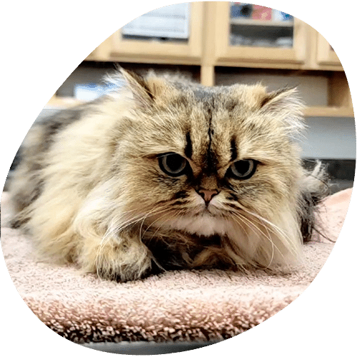 Fluffy Persian cat with grumpy expression resting indoors