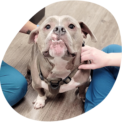 Gray bulldog wearing harness at veterinary clinic