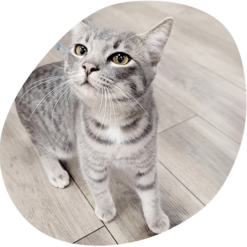 Gray tabby cat sitting on hardwood floor looking up