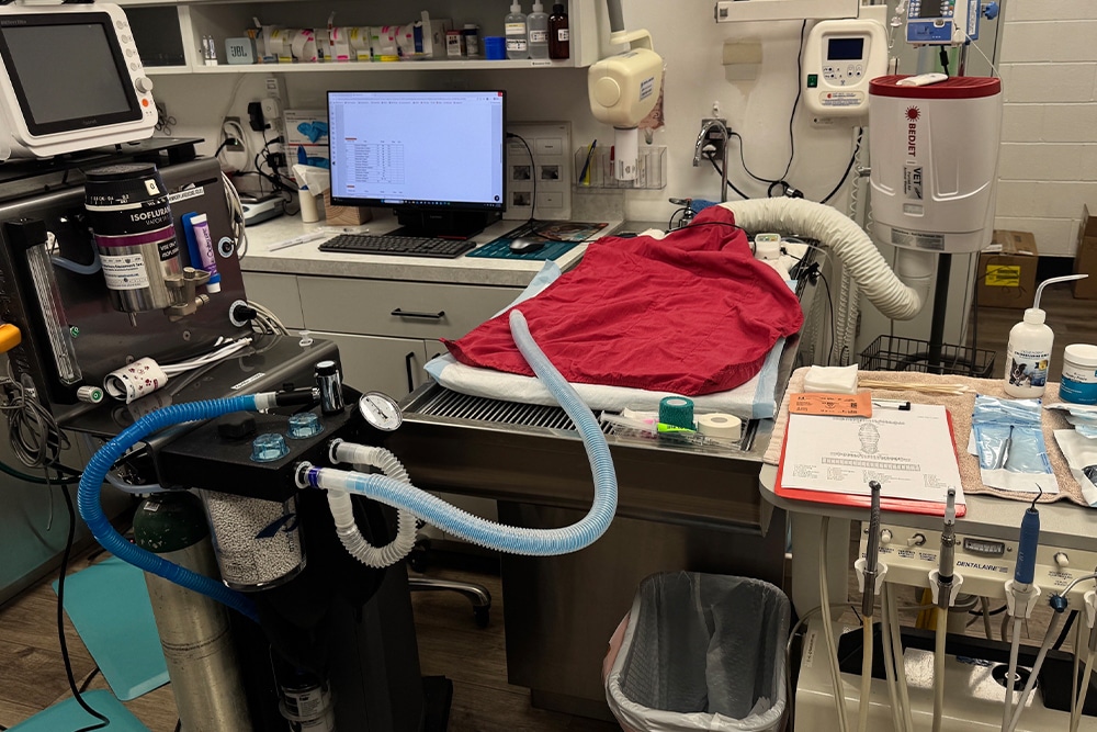 Veterinary dental surgery room with anesthesia equipment and tools