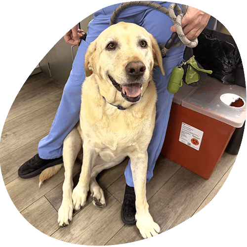 Happy yellow Labrador sitting at veterinary clinic