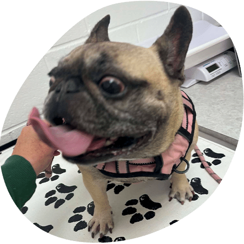 French Bulldog in pink harness at veterinary clinic