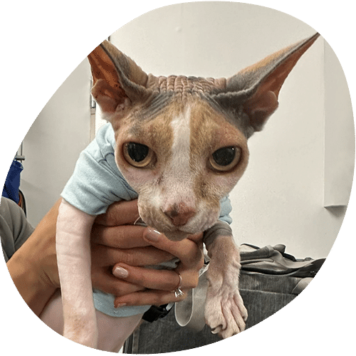 Sphynx cat wearing a light blue shirt held by person