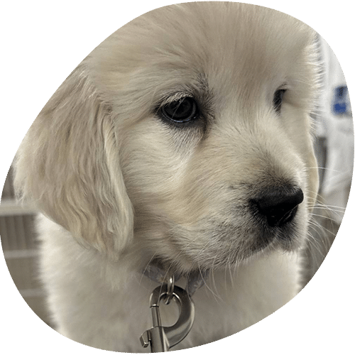 Adorable white Golden Retriever puppy with purple collar