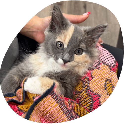 Tiny calico kitten resting on colorful woven blanket