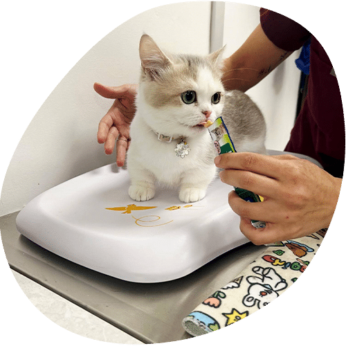 Kitten being weighed on scale at veterinary clinic