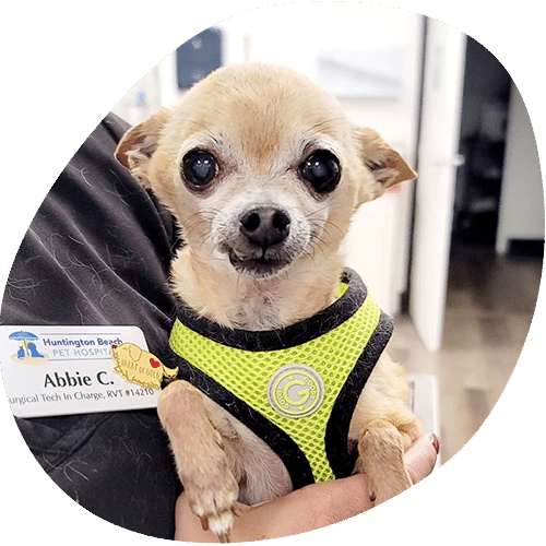 Tiny Chihuahua in green harness held at pet hospital