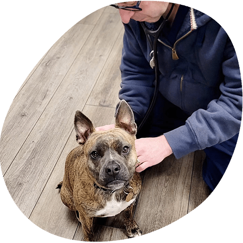 Person petting a brindle Staffordshire Bull Terrier indoors