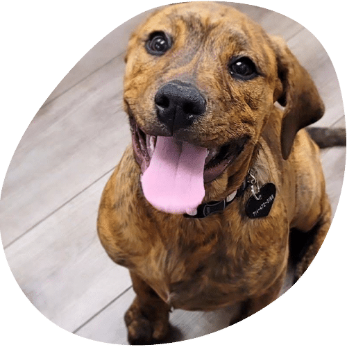 Happy brindle puppy sitting with tongue out
