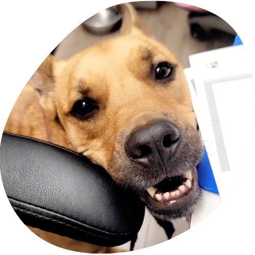 Happy brown dog resting chin on office chair armrest
