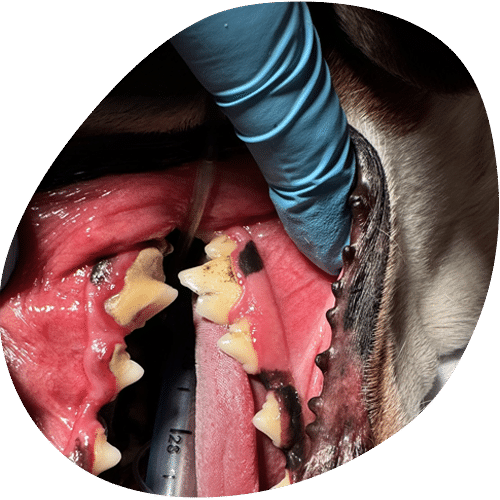 Veterinarian examining dog's teeth with severe dental disease