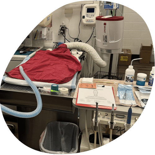 Veterinary surgical suite with anesthesia equipment and patient table