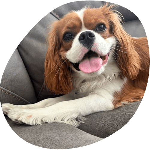 Happy Cavalier King Charles Spaniel relaxing on gray couch