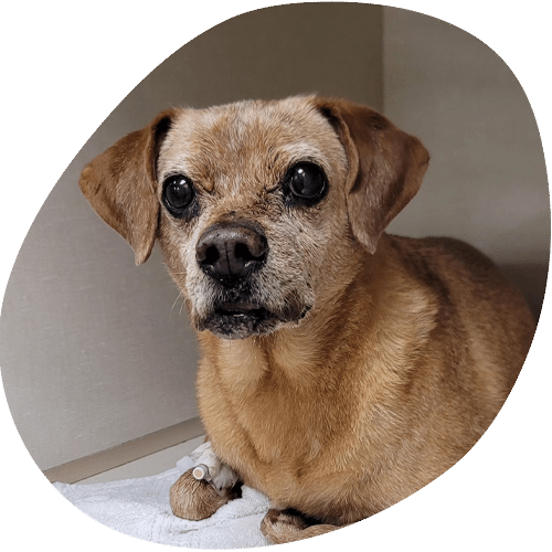 Small tan senior dog with soulful dark eyes