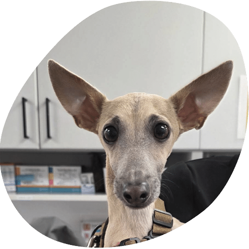Italian Greyhound with large ears staring at camera