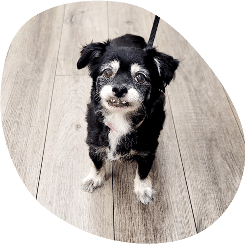 Small black and white dog sitting on wooden floor