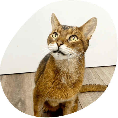 Curious Abyssinian cat looking upward indoors