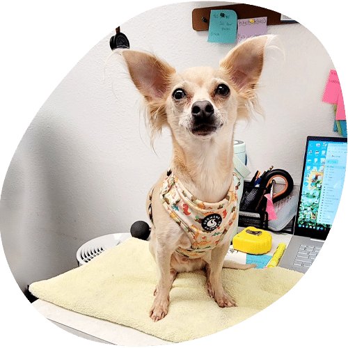 Chihuahua dog sitting on office desk wearing harness