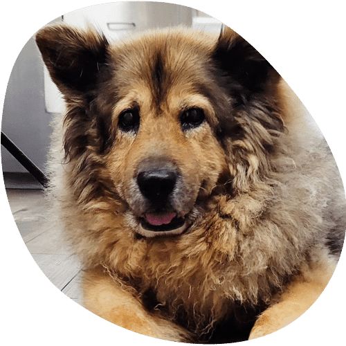 Fluffy golden brown dog smiling with tongue out indoors