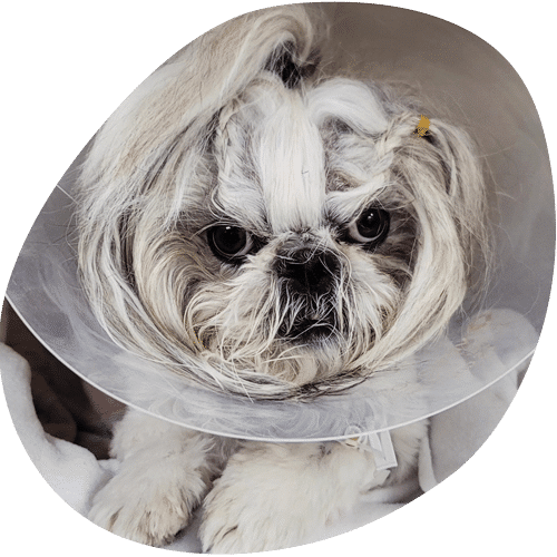 Shih Tzu dog wearing a clear medical cone collar
